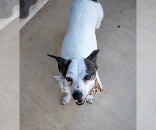 Medium Photo #6 Chiweenie Puppy For Sale in Amarillo, TX, USA