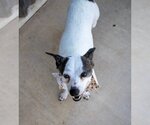 Small #5 Chiweenie