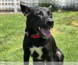 German Shepherd Dog-Unknown Mix Dogs for adoption in San Clemente, CA, USA