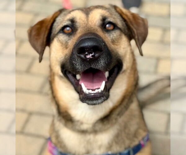 Medium Photo #9 Mutt Puppy For Sale in Canton, CT, USA