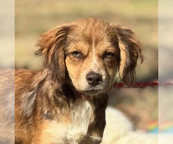 Medium Photo #1 Australian Shepherd-Cocker Spaniel Mix Puppy For Sale in Yardley, PA, USA