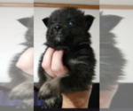 Puppy Puppy 2 Pomeranian