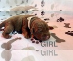 Puppy Puppy 4 Labrador Retriever