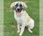 Small #3 Anatolian Shepherd Mix