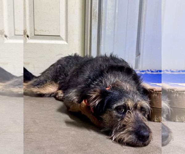 Medium Photo #2 Mutt Puppy For Sale in Germantown, OH, USA