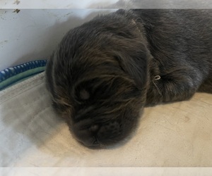 Newfoundland Puppy for sale in MARTINSBURG, WV, USA