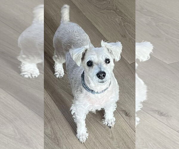 Medium Photo #2 Maltese-Unknown Mix Puppy For Sale in Cookeville, TN, USA