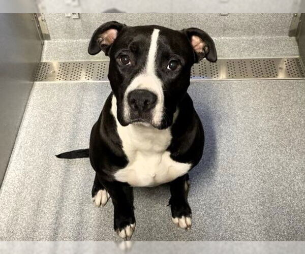 Medium Photo #1 Mutt Puppy For Sale in Orange, CA, USA