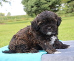 Small Photo #17 ShihPoo Puppy For Sale in THORP, WI, USA