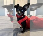 Small Photo #3 Dachshund-Unknown Mix Puppy For Sale in Gulfport, MI, USA