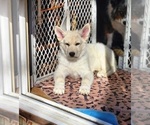 Small Photo #9 German Shepherd Dog-Siberian Husky Mix Puppy For Sale in BETHEL, MN, USA