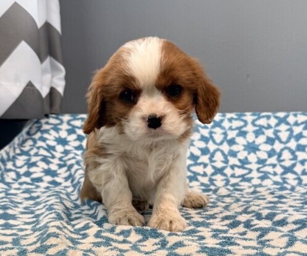 Medium Photo #5 Cavalier King Charles Spaniel Puppy For Sale in THORP, WI, USA