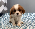 Small #4 Cavalier King Charles Spaniel