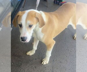 American Bulldog-Labrador Retriever Mix Dogs for adoption in Royal Palm Beach, FL, USA