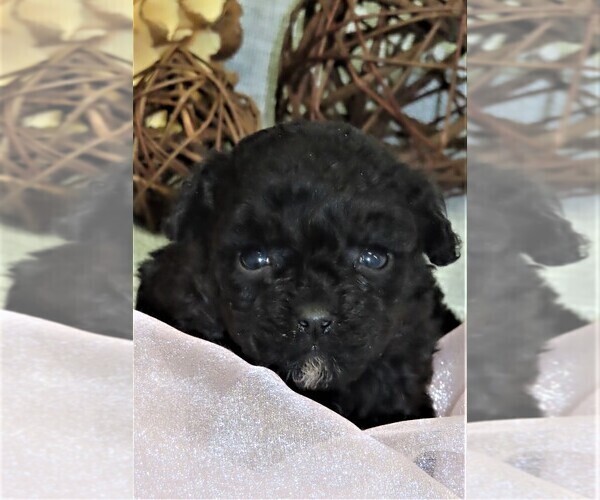 Medium Photo #1 Poodle (Miniature) Puppy For Sale in MEMPHIS, MO, USA