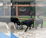 Small #1 Bull Terrier-Labrador Retriever Mix