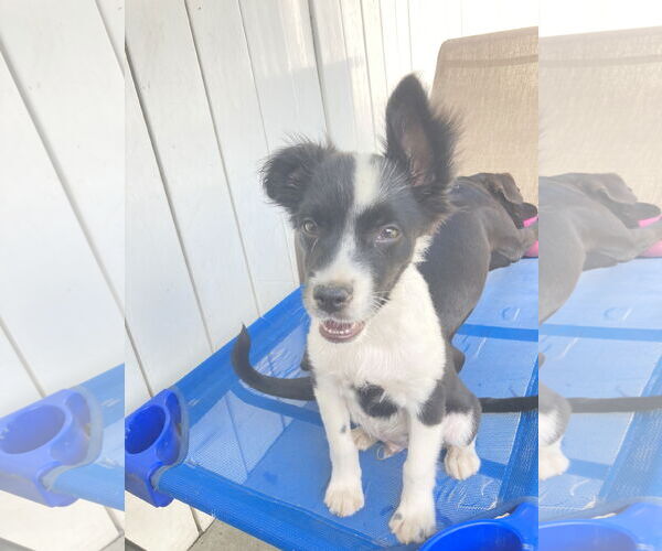 Medium Photo #2 Border Collie-Collie Mix Puppy For Sale in San Diego, CA, USA