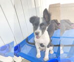 Small #1 Border Collie-Collie Mix