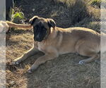 Small #19 German Shepherd Dog