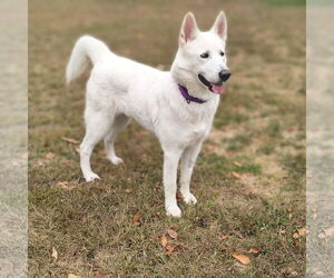Siberian Husky-white german shepherd Mix Dogs for adoption in Hoffman Estates, IL, USA
