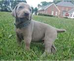 Small Photo #8 Weimaraner Puppy For Sale in SOCIAL CIRCLE, GA, USA