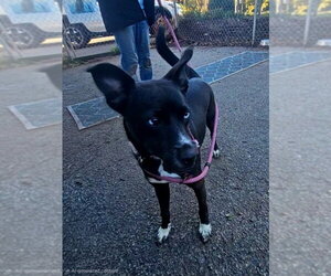 Blue - Female Feist Terrier-Siberian Husky Mix Dog for Adoption - Photo #3