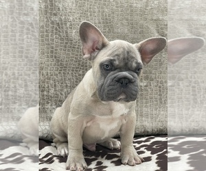 French Bulldog Puppy for sale in FOLSOM, CA, USA