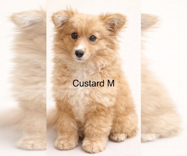 Medium Photo #1 Cardigan Welsh Corgi-Unknown Mix Puppy For Sale in Studio City, CA, USA