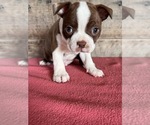 Small #2 Boston Terrier