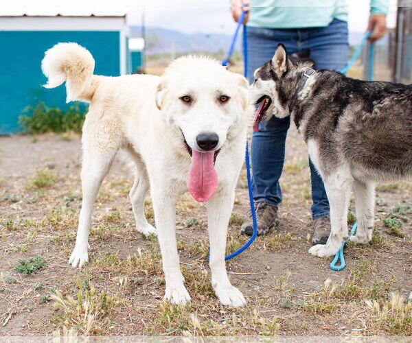Medium Photo #4 Great Pyrenees Puppy For Sale in Bountiful, UT, USA