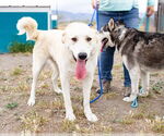 Small #3 Great Pyrenees