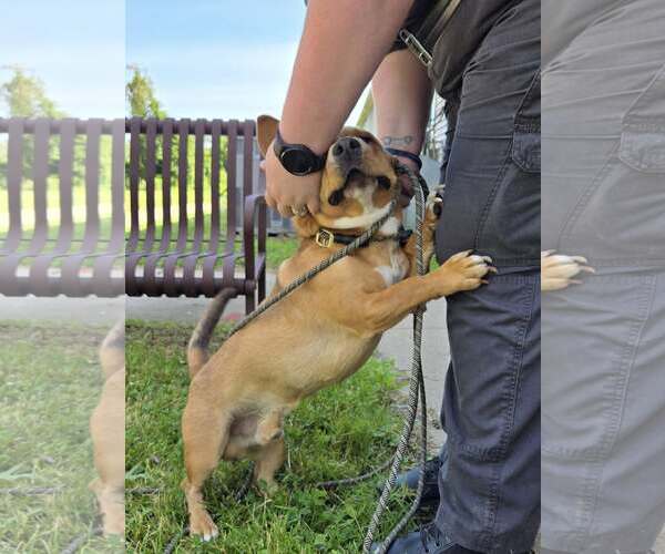 Medium Photo #4 Beagle-Unknown Mix Puppy For Sale in Rochester, NY, USA