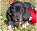 Small Photo #7 Dachshund Puppy For Sale in FOYIL, OK, USA