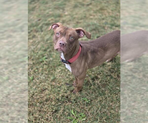 Medium Photo #2 Mutt Puppy For Sale in Temple, TX, USA