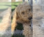 Small #3 Goldendoodle-Poodle (Toy) Mix