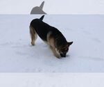 Small #24 German Shepherd Dog