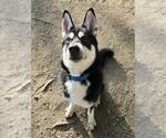 ALVIN - Male Siberian Husky-Unknown Mix Dog for Adoption - Small photo