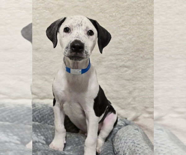 Medium Photo #6 American Bulldog-Unknown Mix Puppy For Sale in Lakewood, CO, USA