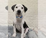 Small #5 American Bulldog Mix