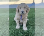 Small Photo #4 Goldendoodle Puppy For Sale in PHOENIX, AZ, USA