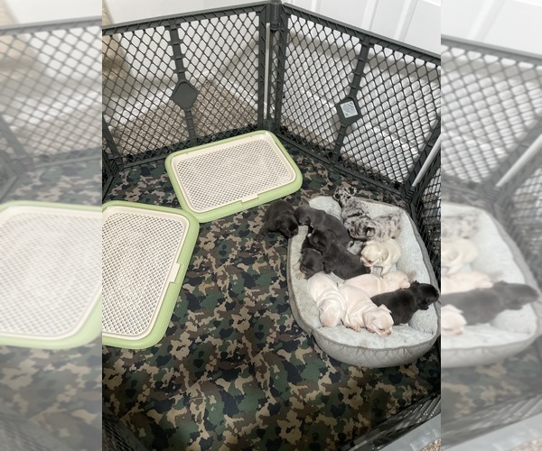 Medium Photo #1 French Bulldog Puppy For Sale in PHOENIX, AZ, USA