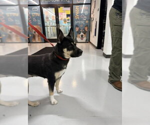 German Shepherd Dog-Unknown Mix Dogs for adoption in Temple, TX, USA