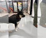 Small German Shepherd Dog Mix