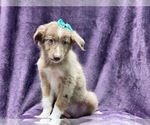 Small #4 Australian Shepherd