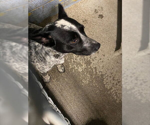 Medium Photo #1 Texas Heeler Puppy For Sale in Stockton, CA, USA