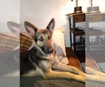 Small #1 German Shepherd Dog Mix