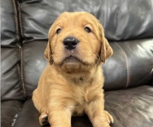 Medium Photo #9 Golden Retriever Puppy For Sale in COEUR D ALENE, ID, USA