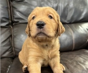 Medium Golden Retriever