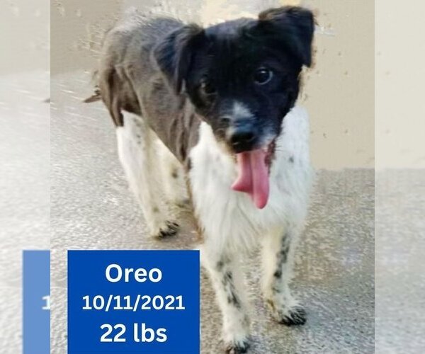 Medium Photo #5 Mutt Puppy For Sale in West Hollywood, CA, USA