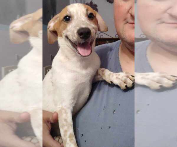 Medium Photo #1 Mutt Puppy For Sale in AVENAL, CA, USA